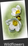 Wildflowers